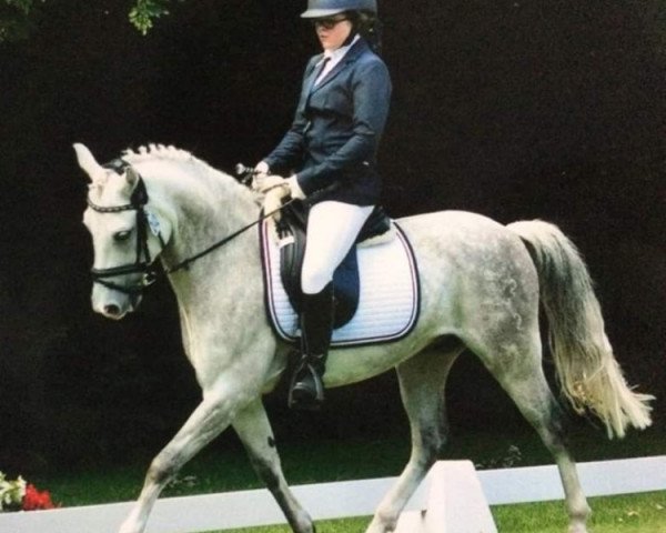 dressage horse Grenzhoehes My Sweetheart (German Riding Pony, 2008, from Grenzhoehes My Ken)