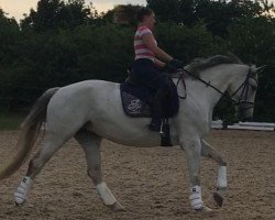 dressage horse Ramira Grey (German Warmblood, 2007, from Rimini)