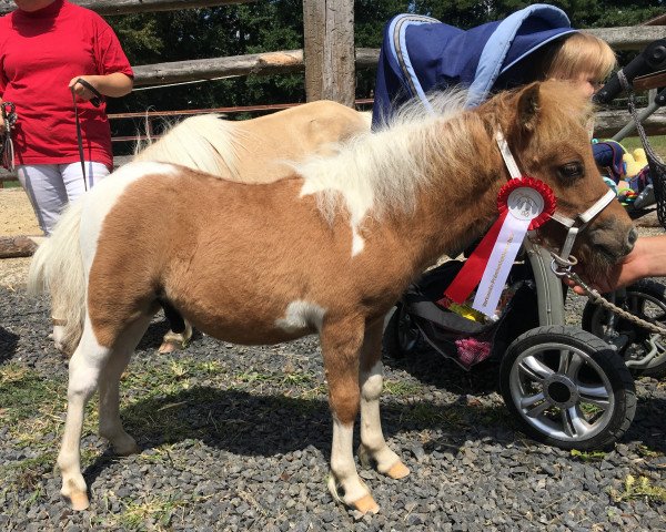 Pferd Dorosalas Newbie (Shetland Pony (unter 87 cm), 2019, von Niceman of Catchpool)