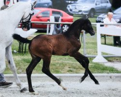 Springpferd Chaccos Claire T (Westfale, 2019, von Chacco's Son II)