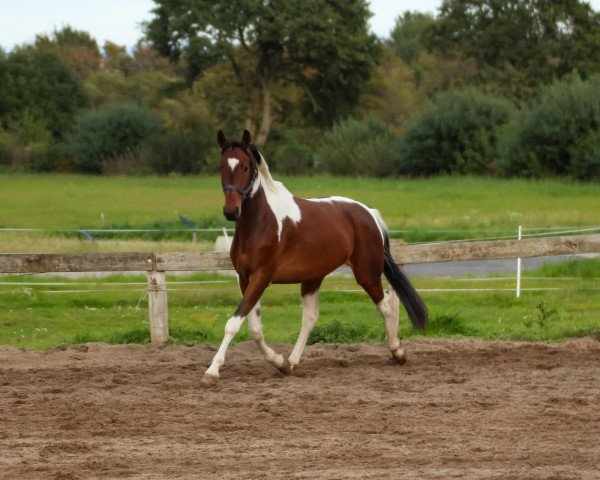 horse Espass (German Warmblood, 2011, from Excalibur)