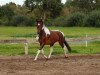 horse Espass (German Warmblood, 2011, from Excalibur)