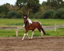 Pferd Espass (Deutsches Reitpferd, 2011, von Excalibur)