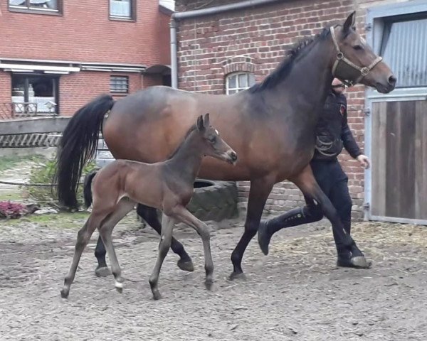 broodmare Bijou I (Hanoverian, 1991, from Bold Indian xx)