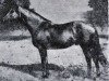 stallion Radij (Budyonny, 1961, from Rubilnik xx)