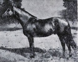 stallion Radij (Budyonny, 1961, from Rubilnik xx)