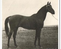 stallion Egoist (Budyonny, 1966, from Effekt xx)