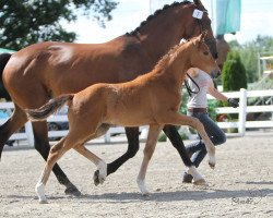 dressage horse Stute von Sir Heinrich / Flanagan (Westphalian, 2018, from Sir Heinrich OLD)