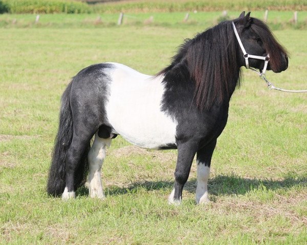 Deckhengst Diablo v. Willem´s Hof (Shetland Pony,  , von Topper van de Kortenhof)