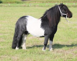 stallion Diablo v. Willem´s Hof (Shetland Pony,  , from Topper van de Kortenhof)