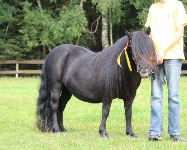 broodmare Rosan v.Stepelo (Shetland Pony, 2001, from Libero W van de Hertraksestraat)