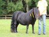 Zuchtstute Rosan v.Stepelo (Shetland Pony, 2001, von Libero W van de Hertraksestraat)