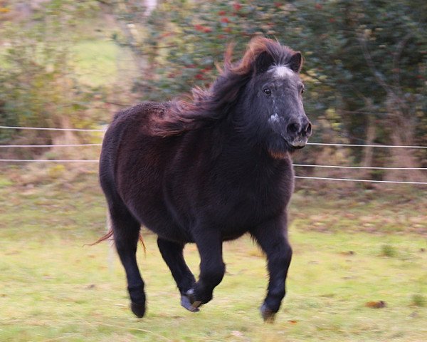 broodmare Hollywood (Shetland Pony, 1989, from Goldmark)