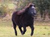 Zuchtstute Hollywood (Shetland Pony, 1989, von Goldmark)