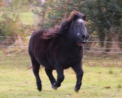 Zuchtstute Hollywood (Shetland Pony, 1989, von Goldmark)