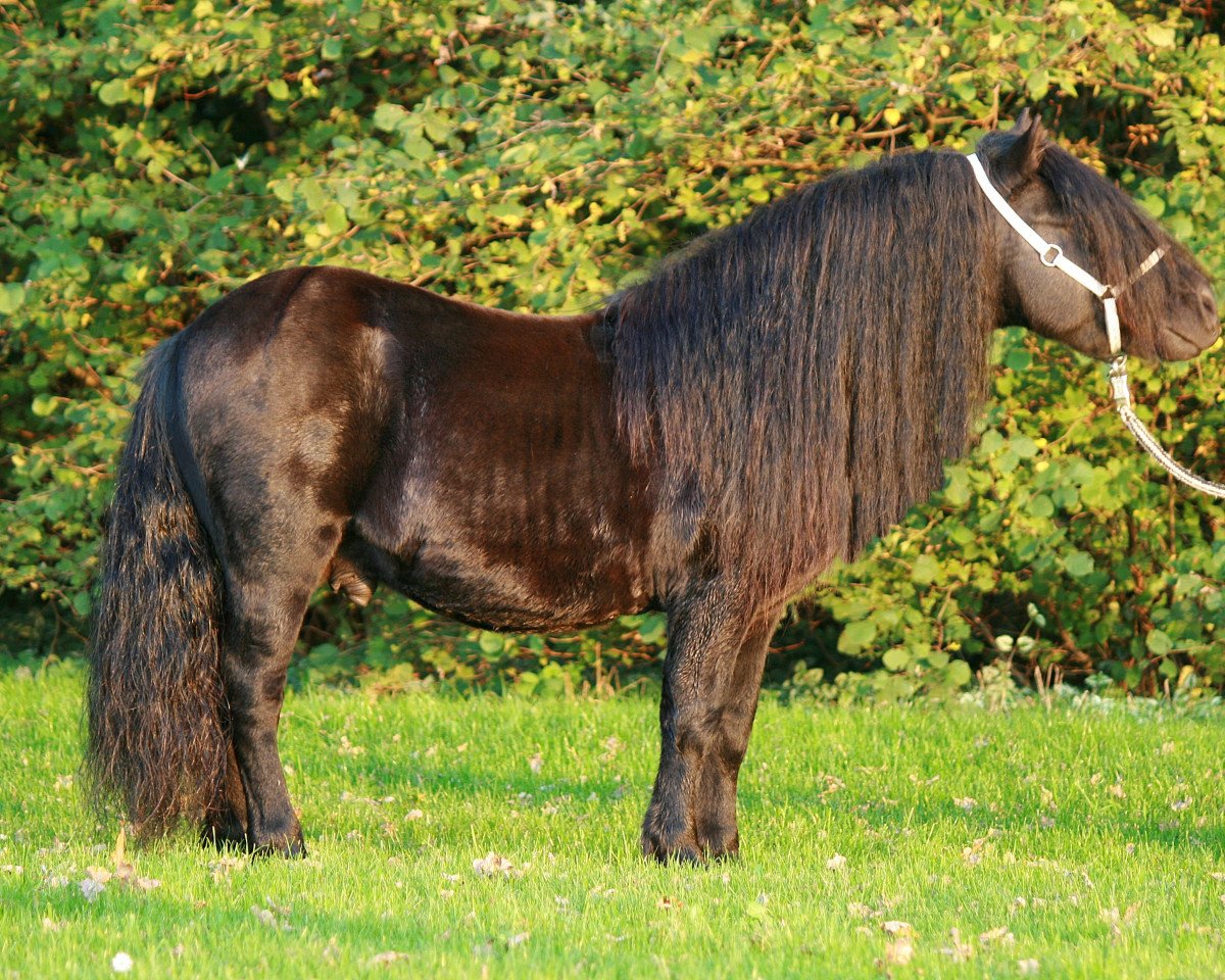dressage horse Mr. Ed (Shetland Pony, 2006, from Edmund van de Brouwerij)