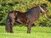 horse Mr. Ed (Shetland Pony, 2006, from Edmund van de Brouwerij)