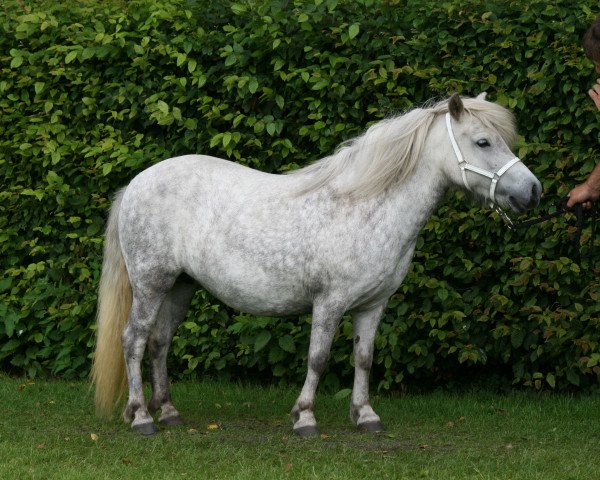 Zuchtstute Ilca K (Shetland Pony, 2006, von Indigo)