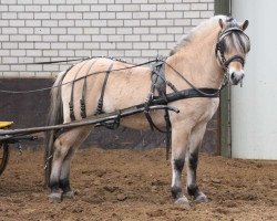 horse Draupnir (Fjord Horse, 2009, from Dylix)