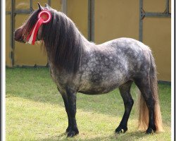 Zuchtstute Miss Elly K (Shetland Pony, 2015, von Mr. Ed)