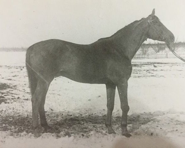 stallion Kair (Budyonny, 1943, from Kagul)