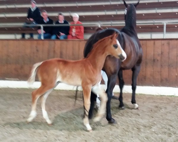 broodmare Keep Power R (Oldenburg, 2019, from DeLorean)