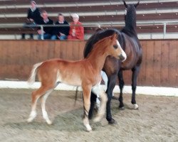 broodmare Keep Power R (Oldenburg, 2019, from DeLorean)