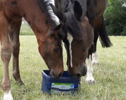 broodmare Zaha (Hanoverian, 2001, from Zacharias)