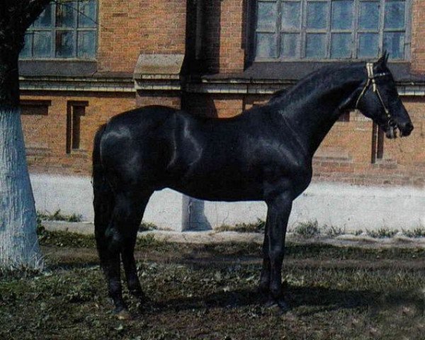 stallion Nabeg (Ukrainians, 1967, from Bespetschnyj)