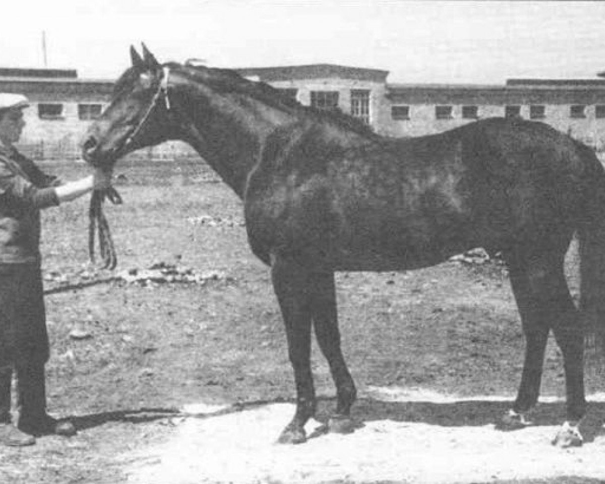 stallion Stator xx (Thoroughbred, 1956, from Agregat xx)