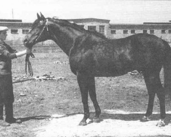 stallion Stator xx (Thoroughbred, 1956, from Agregat xx)