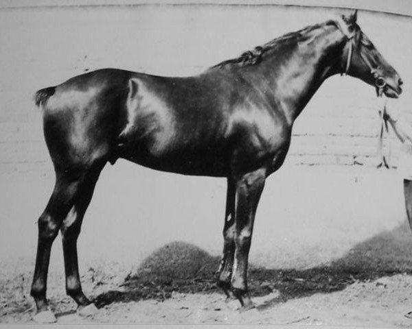 stallion Toros xx (Thoroughbred, 1976, from Stator xx)