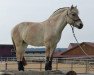 dressage horse Jara (Fjord Horse, 2010, from Koljar)