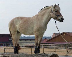 dressage horse Jara (Fjord Horse, 2010, from Koljar)