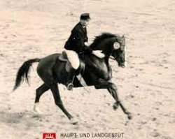 stallion Ikarus (Trakehner, 1958, from Julmond)