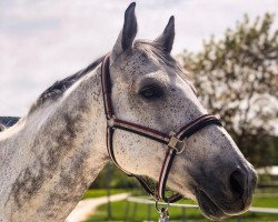 jumper Quadro (Hessian Warmblood, 2008, from Quite Capitol)