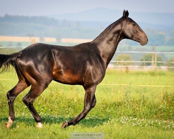 horse Saladdin (Akhal-Teke,  )