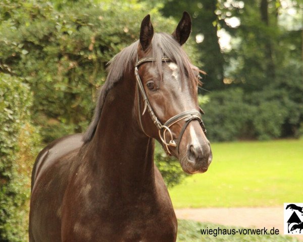 dressage horse Fürstiko (Hanoverian, 2015, from Fürstbischof)