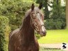 dressage horse Fürstiko (Hanoverian, 2015, from Fürstbischof)