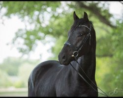 dressage horse Mille's Dream (German Sport Horse, 2016, from Millepoint)