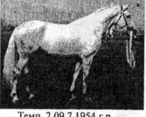 stallion Temp (Orlov Trotter, 1954, from Turist)