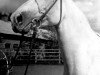 broodmare Krupka (Orlov Trotter, 1961, from Temp)