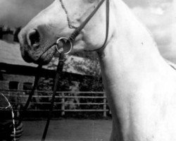 broodmare Krupka (Orlov Trotter, 1961, from Temp)