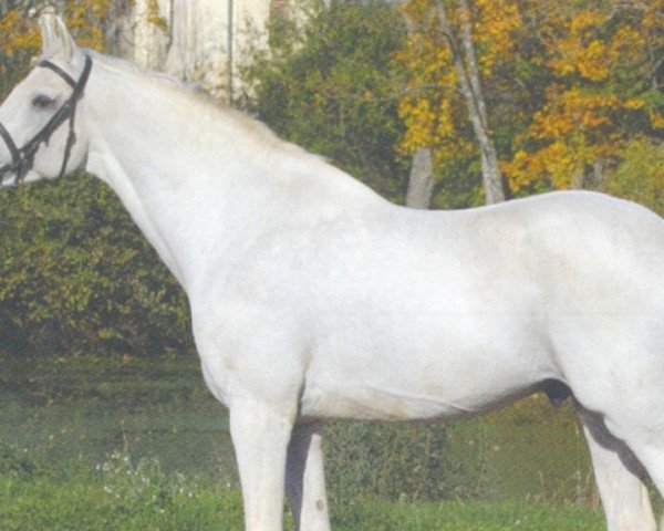 stallion Corall (Holsteiner, 1998, from Corrado I)