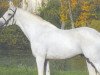 stallion Corall (Holsteiner, 1998, from Corrado I)