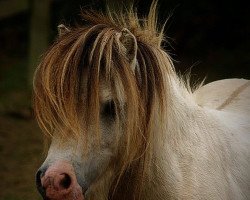 Deckhengst Helawi Rolobob (Shetland Pony (unter 87 cm), 2014, von Halstock Harrier Cat)