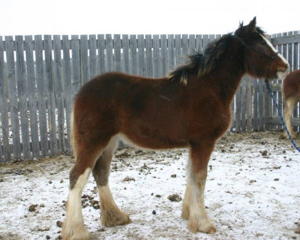 Zuchtstute Amethyst Maura (Clydesdale, 2013, von Renaissance Thor God of Thunder)