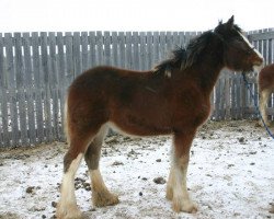 broodmare Amethyst Maura (Clydesdale, 2013, from Renaissance Thor God of Thunder)