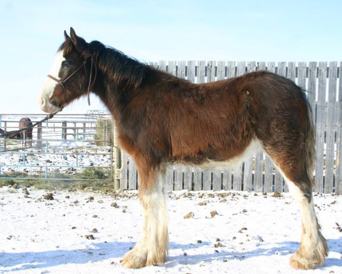 horse Amethyst Marshall (Clydesdale, 2013, from Willow Way Bacardi)