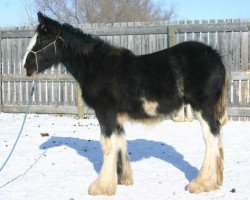 Pferd Amethyst Lachlan (Clydesdale, 2012, von Tartan Macleod)